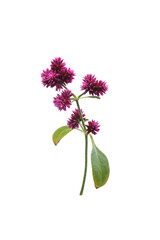 alternanthera porrigens, blooming plant in a garden