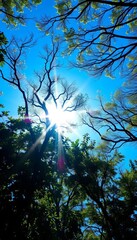Obraz premium Sunlight illuminates a brilliant blue canopy, serene and untouched , clean, empty