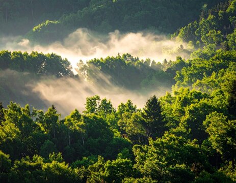 Sunbeams filter through misty forest canopy, illuminating vibrant green trees in a breathtaking natural landscape