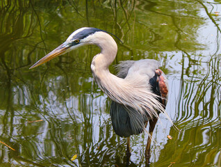 great blue heron