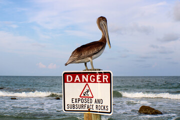 pelican on the beach