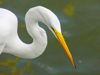 great egret by the water