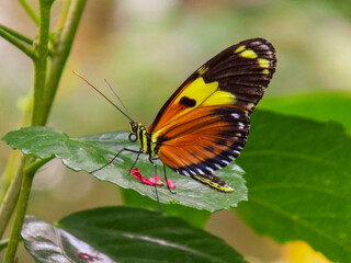 butterfly on a flower