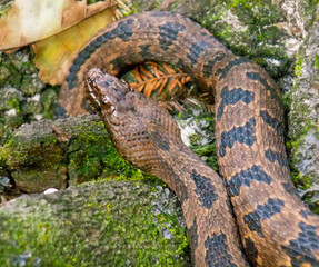 snake in the grass