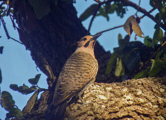 bird in tree