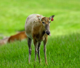 deer with its tongue out