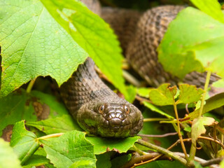 Fototapeta premium snake in the leaves