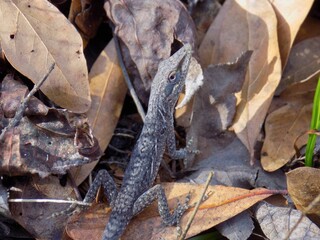 Lizard In a Pile of Leaves