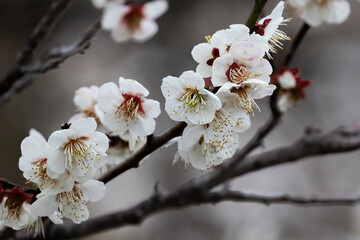 Closeup, White cherry blossoms in Kyoto, Japan.
