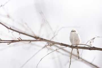Cute Japanese bird Shima-Enaga resting on a tree branch in winter