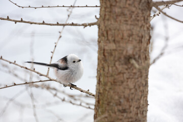 Cute Japanese bird Shima-Enaga resting on a tree branch in winter