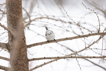 Cute Japanese bird Shima-Enaga resting on a tree branch in winter
