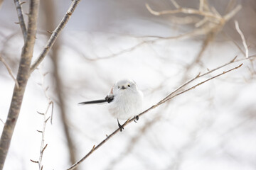 Cute Japanese bird Shima-Enaga resting on a tree branch in winter