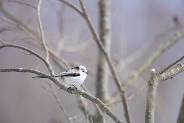 Cute Japanese bird Shima-Enaga resting on a tree branch in winter