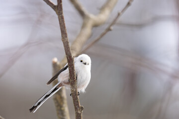 Cute Japanese bird Shima-Enaga resting on a tree branch in winter