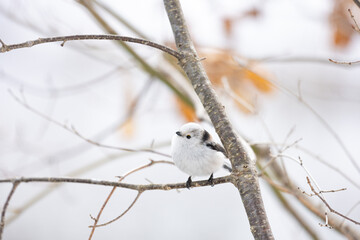 Cute Japanese bird Shima-Enaga resting on a tree branch in winter