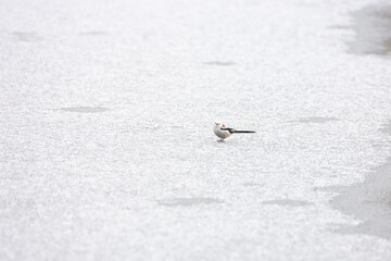 Cute Japanese bird Shima-Enaga resting on a tree branch in winter