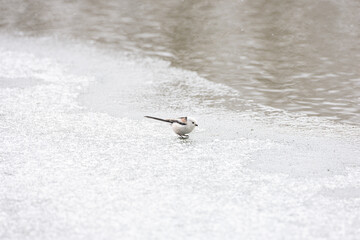 Cute Japanese bird Shima-Enaga resting on a tree branch in winter