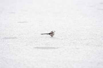 Cute Japanese bird Shima-Enaga resting on a tree branch in winter