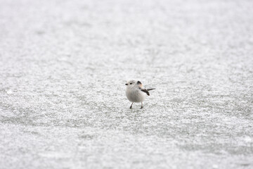 Cute Japanese bird Shima-Enaga resting on a tree branch in winter