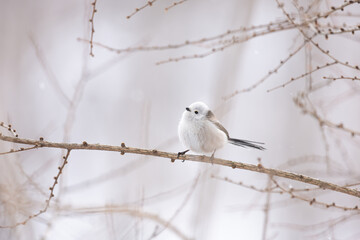 Cute Japanese bird Shima-Enaga resting on a tree branch in winter