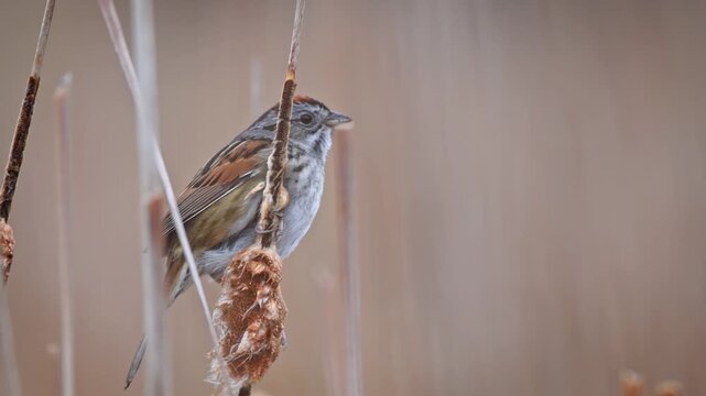 Song Sparrow Singing on Reed with Natural Sound &mdash; Real Time Wildlife Video