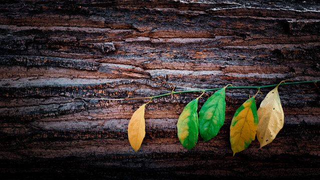 Colorful autumn leaves on rustic wooden background