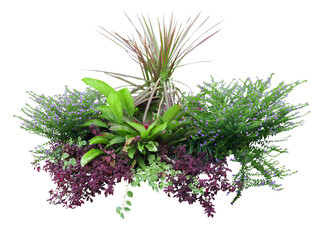 Tropical plant pink flower bush tree isolated on white background with clipping path.