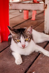cat on a window sill