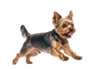 Yorkie dog running tongue out cute pet animal yorkshire terrier puppy canine breed isolated on transparent background