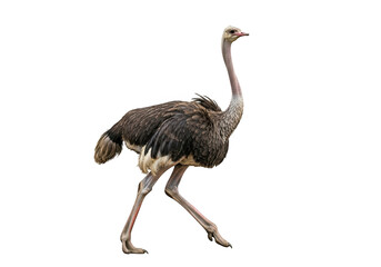 Walking ostrich bird wildlife animal photography image stock photo picture illustration graphic design element isolated on transparent background