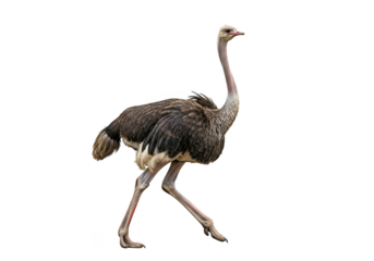 Walking ostrich bird wildlife animal photography image stock photo picture illustration graphic design element isolated on transparent background