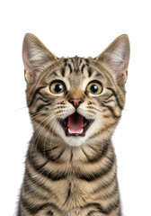 Obraz premium Surprised tabby cat with open mouth, funny feline expression, cute kitten portrait, pet animal photography, transparent png image, isolated on transparent background
