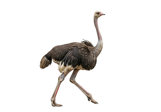 Walking ostrich bird wildlife animal photography image stock photo picture illustration graphic design element isolated on transparent background