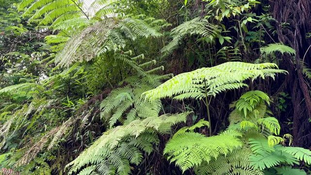A wall of lush, vibrant ferns, Pteridophyta/Polypodiopsida, and other tropical foliage creating a dense, natural green background texture.