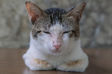 猫が眠たそうな顔で香箱座りをしている