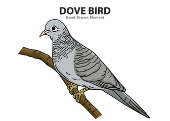 Hand-drawn illustration of a dove bird perched on a brown branch, depicted in shades of gray and white.