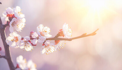 Apricot Blossom Spring