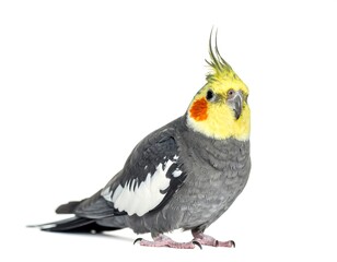 A vibrant, detailed studio portrait of a cockatiel against a white backdrop