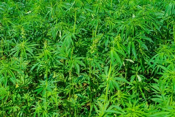 A lush field of green cannabis plants thrives under sunlight, highlighting the potential of hemp cultivation for sustainable agriculture and natural medicine applications.