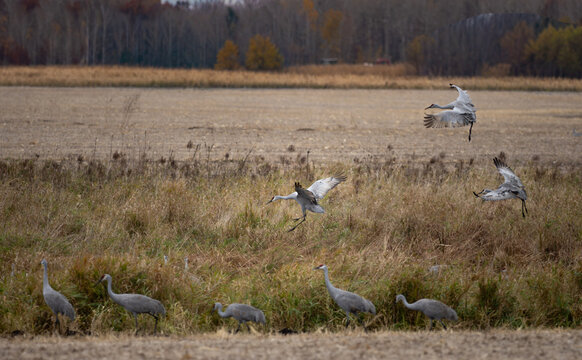 sandhill cranes flying accross harvested fields during fall migration