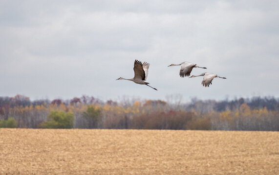 sandhill cranes flying accross harvested fields during fall migration