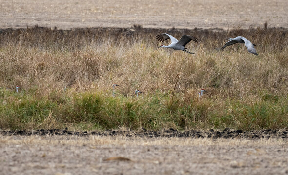 sandhill cranes flying accross harvested fields during fall migration
