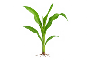 Green maize seedling growing, showing early stages of plant life, agriculture, and new crop production. Transparent background