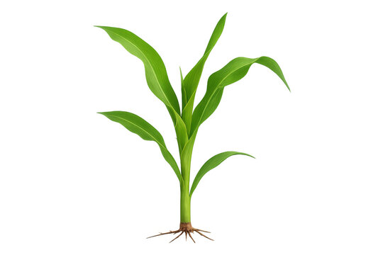 Green maize seedling growing, showing early stages of plant life, agriculture, and new crop production. Transparent background