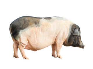 Miniature pig or Pot bellied pig or Vietnames Pot Belly, scientific name Sus scrofa domesticus, pigs are one of the most intelligent mammals in the world, isolated object on transparent background.