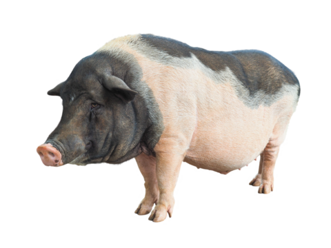 Miniature pig or Pot bellied pig or Vietnames Pot Belly, scientific name Sus scrofa domesticus, pigs are one of the most intelligent mammals in the world, isolated object on transparent background.