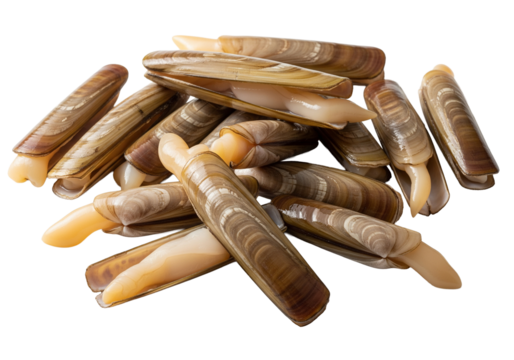 multiple raw razor clams arranged naturally isolated image
