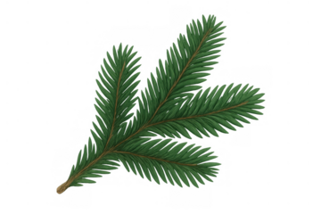 Fir tree branch with green needles symbolizing christmas, winter holidays, and evergreen forest nature on transparent background