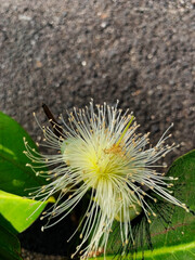 Close-up of a Bangkok guava flower blooming on green leaves